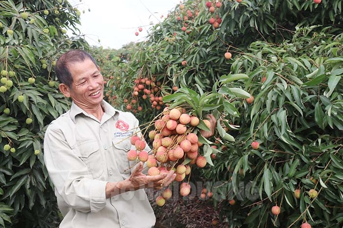 [Photos] [Video] Thanh Ha begins early lychee harvest